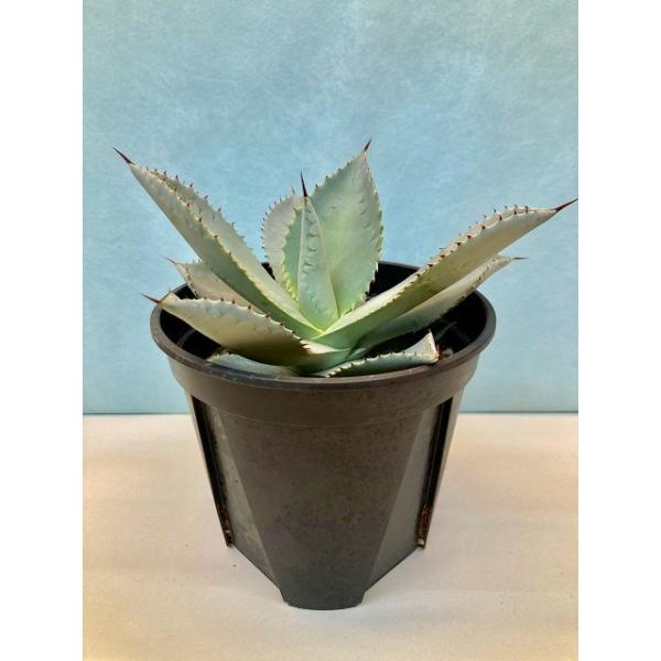 アガベ ブルーウェーブ 5号 観葉植物 リュウゼツラン 鉢植え 販売 苗