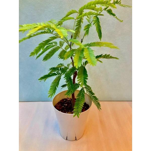 エバーフレッシュ 4号 ホワイト 観葉植物 ねむの木 インテリア