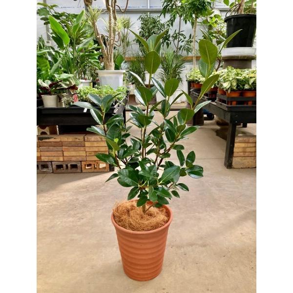 フランスゴム 8号 茶陶器鉢 (フィカス・ルビギノーサ) 観葉植物 ゴムの木 販売 苗 苗木 鉢植え 送料無料