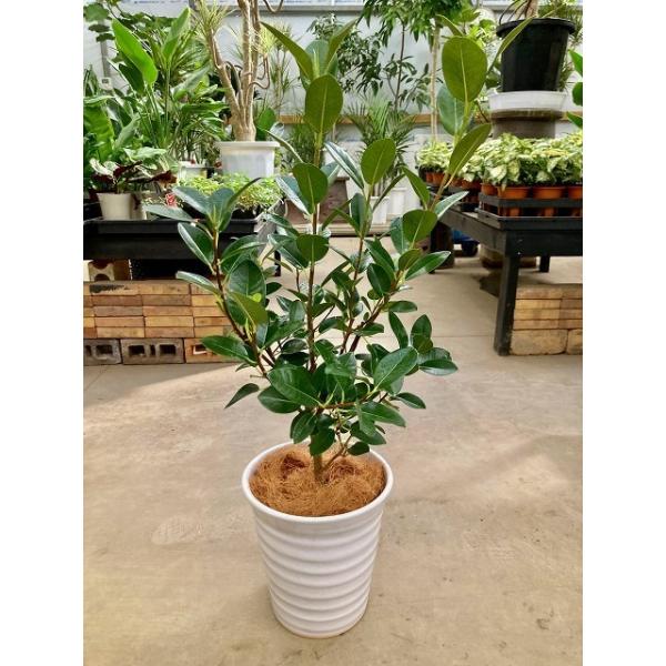 フランスゴム 8号 白陶器鉢 (フィカス・ルビギノーサ) 観葉植物 ゴムの