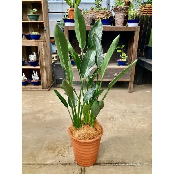 ストレリチア レギネ 8号 茶陶器鉢 観葉植物 スタイリッシュ 鉢植え 苗