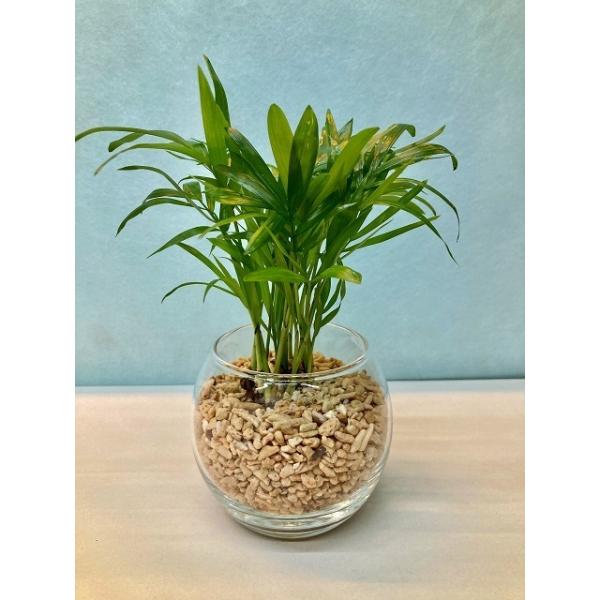 ハイドロカルチャー 観葉植物 サンゴ砂 バブ10 テーブルヤシ 水耕栽培 お中元 お歳暮 母の日 プレゼント ギフト 敬老 インテリア プランツ 贈り物 誕生日