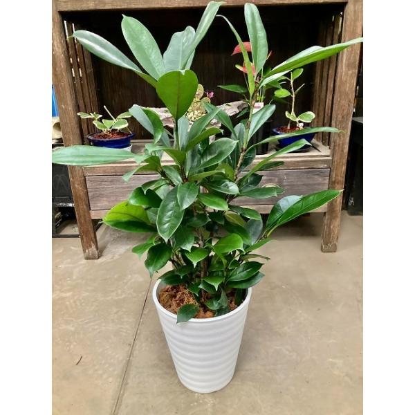 現品　フィカス　ゴムの木　グランディス　ブラウン　33番　曲がり　特大　希少 現品 フィカス ゴムの木 グランディス ブラウン 33番 曲がり 希少 観葉