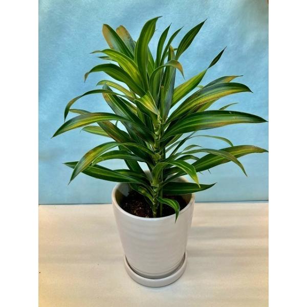 ドラセナ・ソングオブジャマイカ 白陶器鉢 4号 観葉植物 インテリア