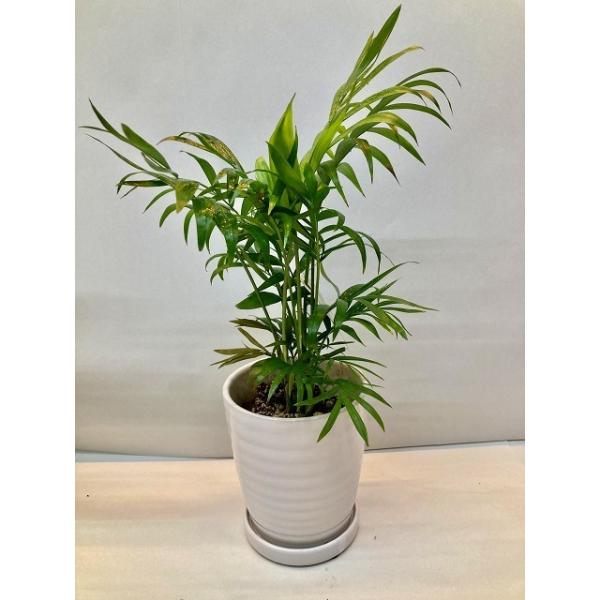 Mofumofu　特大　チャメドレア　ケンチャヤシ　陶器鉢　植え込み Mofumofu様専用 特大 チャメドレア ケンチャヤシ 陶器鉢