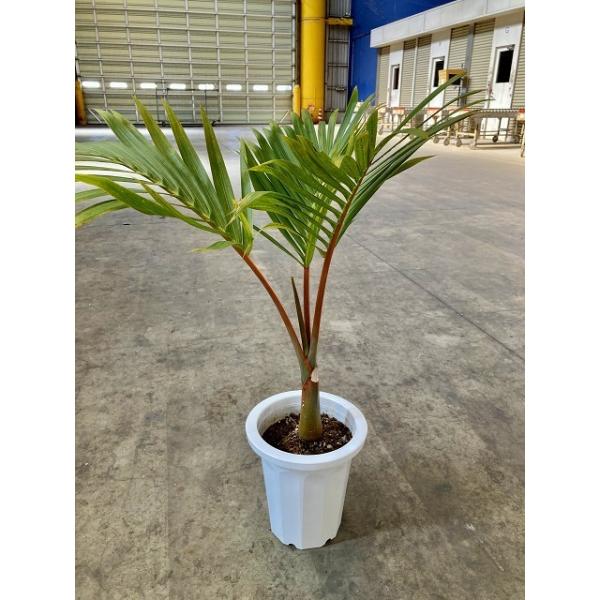 トックリヤシ 8号 徳利椰子 とっくりやし ホ・オポノポノ