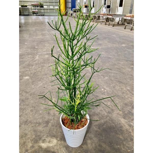 【激レア】ミルクブッシュ（アオサンゴ）特大 約150cm 極上樹形【自社配送】 ミルクブッシュ 8号 セラアート 多肉植物 観葉植物 ユーフォルビア