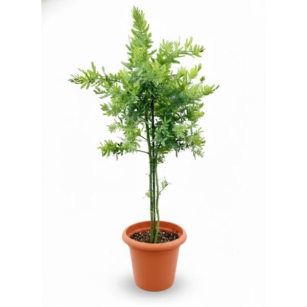 アカシア ミモザ 8号 マメ科 観葉植物 苗木 苗 通販 送料無料 販売 鉢植え