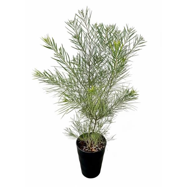 アカシア フロリバンダ 7号 マメ科 観葉植物 苗木 苗 通販 送料無料 販売 鉢植え