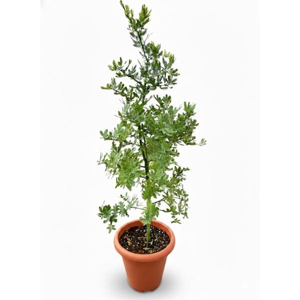 アカシア ミモザ 7号 マメ科 観葉植物 苗木 苗 通販 送料無料 販売 鉢植え