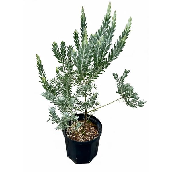 アカシア ブルーブッシュ 7号 マメ科 観葉植物 苗木 苗 通販 送料無料 販売 鉢植え