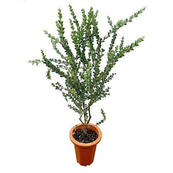 アカシア 三角葉 7号 マメ科 観葉植物 苗木 苗 通販 送料無料 販売 鉢植え