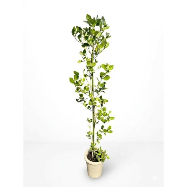 マルバアキグミ 7号 鉢植え 観葉植物 グミ科 苗木 苗 通販 送料無料 販売