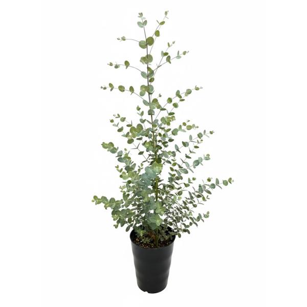 ユーカリ グニー 7号 鉢植え 観葉植物 コアラ 苗木 苗 通販 送料無料 販売