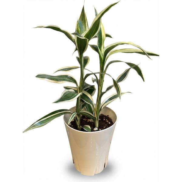 サンデリアーナ 白斑 4号 観葉植物 斑入りドラセナ インテリア 贈り物 ギフト 母の日