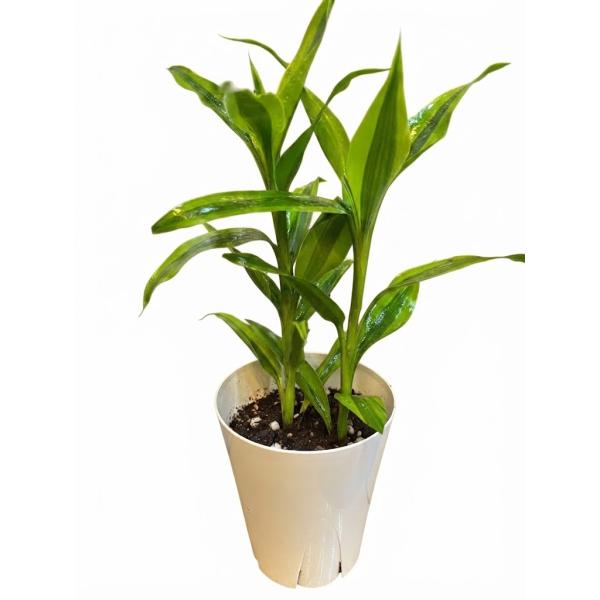 サンデリアーナ ゴールド 4号 観葉植物 ドラセナ インテリア 贈り物 ギフト 母の日