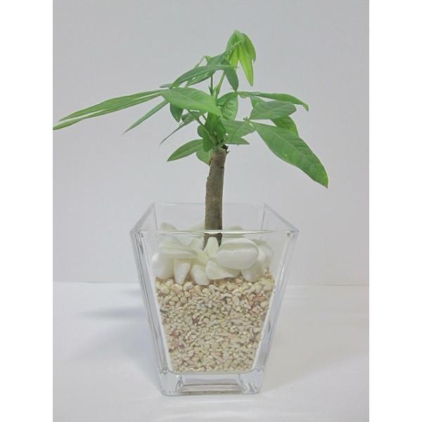スクエア 9.5パイ サンゴ砂 パキラ ハイドロカルチャー 水耕栽培 観葉植物 お中元 お歳暮 母の日 プレゼント ギフト 敬老