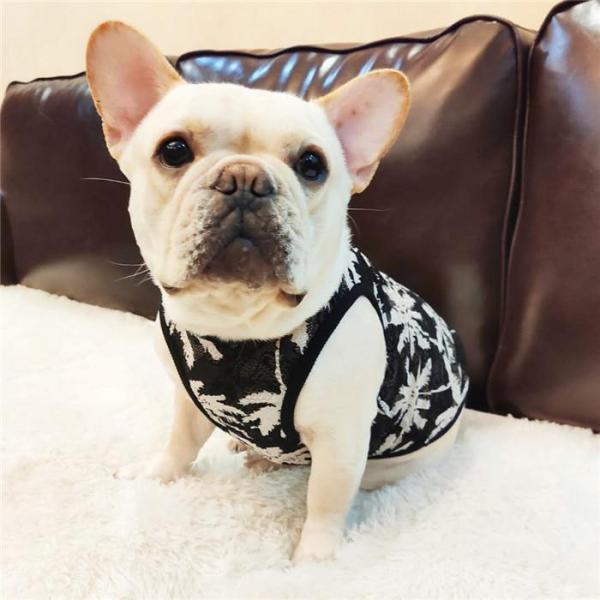 犬 服 フレブル メッシュタンクトップ フレンチブルドッグ 犬服
