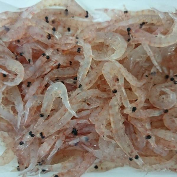 Gクリル Wパック生タイプ(S) 釣り餌 オキアミ サシエサ s 冷凍 :g001:BlueEarthFishing Yahoo!店 - Blueearthfishing G001 1