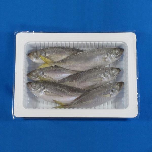 アジ6匹入り 釣り餌 あじ サシエサ 冷凍 : BlueEarthFishing Yahoo!店