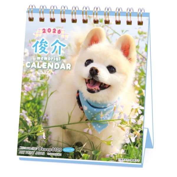 【商品概要】ぬいぐるみのようなかわいさが大人気の柴犬カットのポメラニアン・俊介のカレンダーです。サイズ：129×107ｍｍ54枚つづりリング仕様【商品説明】【商品詳細】ブランド：アートプリントジャパン商品種別：カレンダー商品名：2026年カ...
