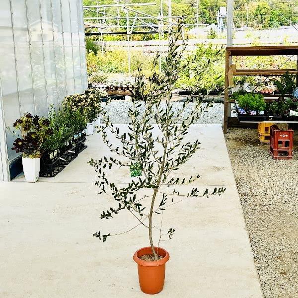 おしゃれ 観葉植物 オリーブの木 フラントイオ 8号 現品3 大型佐川急便 Uecce70aed51 Blue Shop Plus 通販 Yahoo ショッピング