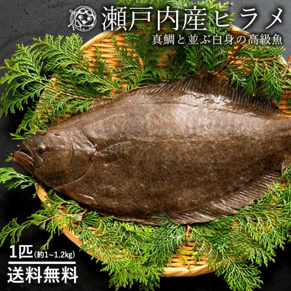 鮮魚 直送 ヒラメ ひらめ 生 1尾 約1kg 1 2kg 香川県産 冷蔵 送料無料 神経抜き 平目 魚 刺身 グルメ I ぼくの玉手箱屋ー 通販 Yahoo ショッピング