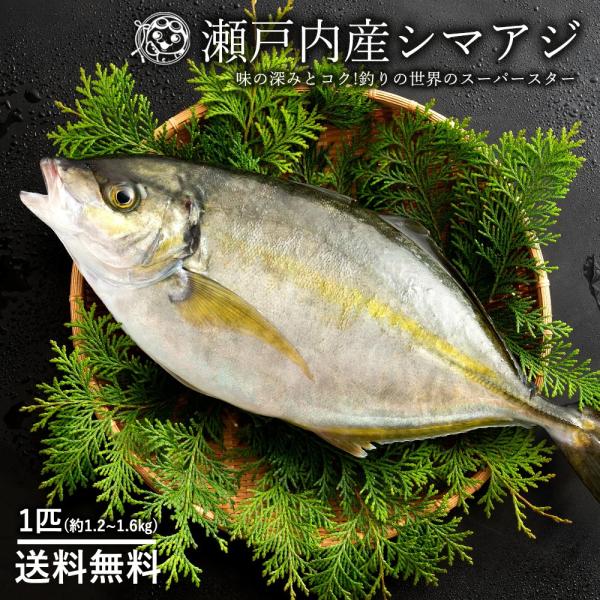 鮮魚 直送 シマアジ 縞鯵 生 1尾 約1 2kg 1 6kg 神経抜き 香川県産 養殖 冷蔵 送料無料 しまあじ お寿司 贈答 魚 刺身 グルメ I ぼくの玉手箱屋ー 通販 Yahoo ショッピング