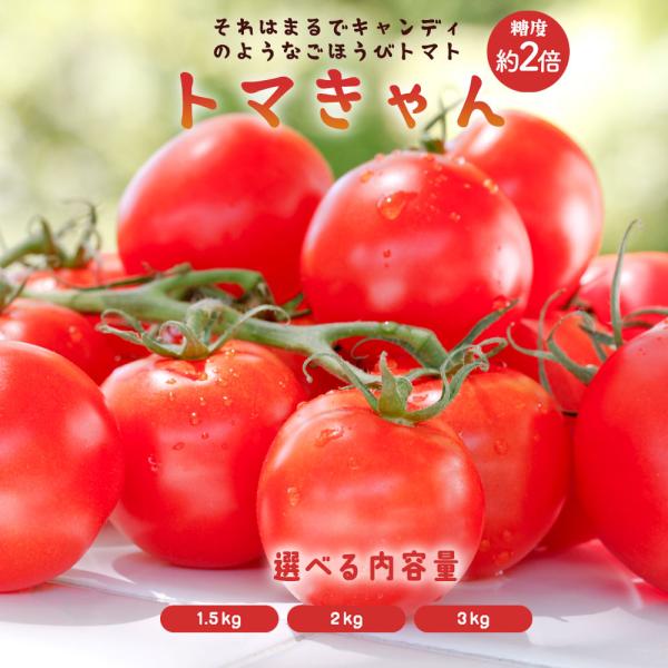 ☆ミニトマト9kg、トウモロコシ8kg☆