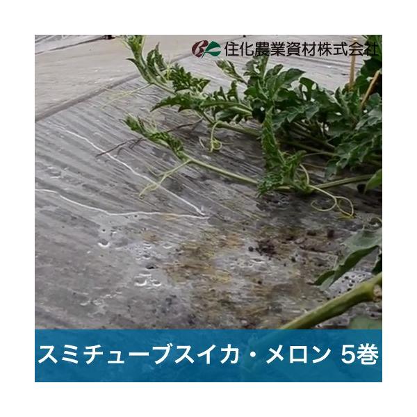 住化農業資材 灌水チューブ スミチューブスイカ・メロン WB1032 住化農業資材 灌水チューブ スミチューブスイカ・メロン WB1032