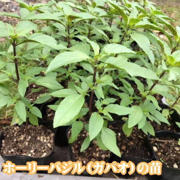 ホーリーバジル（ガパオ）苗　タイ　エスニック　ハーブ　ガパオライス