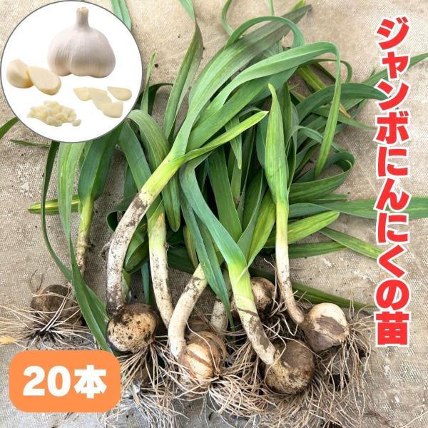 bokuzou-shop_0001-5