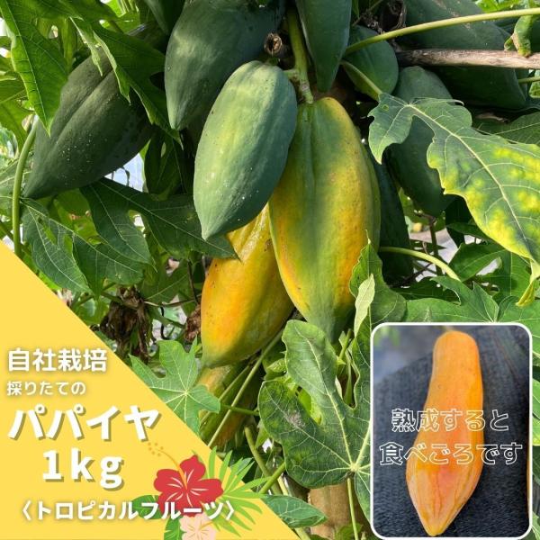 数量限定　訳アリ　完熟 はじめの　パパイヤ　1kg前後　国産　南国フルーツ　フレッシュ　新鮮　トロピカルフルーツ