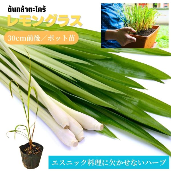 レモングラス 苗 30cm前後 1株 ハーブ タイ エスニック 料理 園芸 家庭