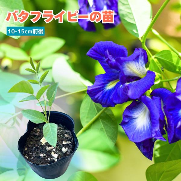 バタフライピーの苗　タイ　ハーブ　バタフライピー　苗　エスニック　料理　ハーブティー　健康茶　アントシアニン　ガーデニング