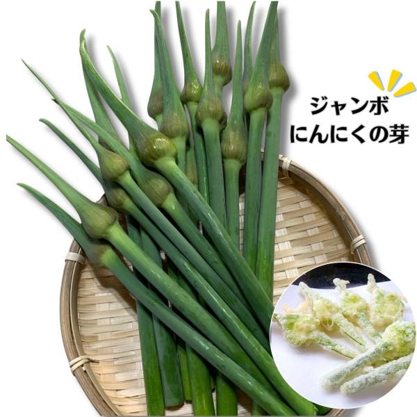 ジャンボにんにくの芽 400g ジャンボ にんにく 野菜 ニンニクの蕾