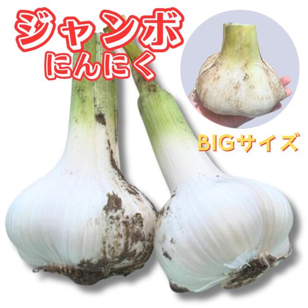 ジャンボにんにく 1キロ前後 送料無料 「冷蔵便」 千葉県産ジャンボ