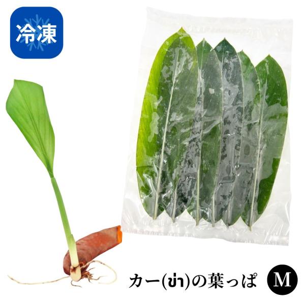 ●商品：冷凍カーの葉っぱ（M）●内容量：6枚※こちらの商品は「クール冷凍便」での配達となります。常温商品も併せてご注文の際、常温便／クール便の送料が発生します。当社で注文確認後、ご連絡致します。クール便で同梱できる商品の場合、こちらからご提...