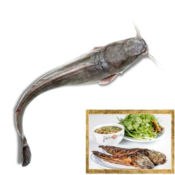 冷凍　ナマズ　セミドレス（内臓無）300g　パドック　パートン　アジア 食品　タイ 魚　YELLOW CAT FISH　エスニック　料理