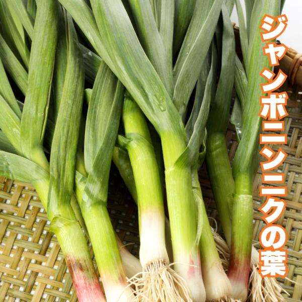 期間限定！ 今だけ 生ジャンボニンニクの葉 千葉県産 葉ニンニク