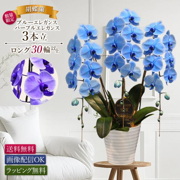11時までのご注文で当日出荷・数量限定】胡蝶蘭 ブルーエレガンス