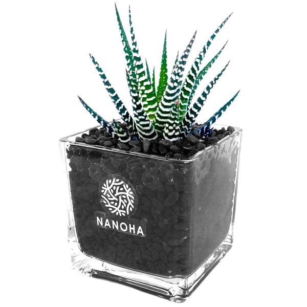 Top【選抜株】多肉植物　1665グロエネワルディ　10個　鉢無し/脱土 bondsonline_plant09
