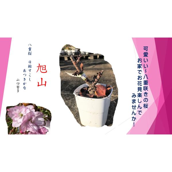 【桜まつり！　4号プラ鉢入り】《旭山》　旭山桜の素材です。可憐な花が咲きます。お好みの鉢に、入れ替えて花見を楽しんで下さい。お届けまでに、開花が進み終わってしまう場合がありますのでご了承ください。全高20ｃｍ〜、樹高12ｃｍ〜　　画像はサン...