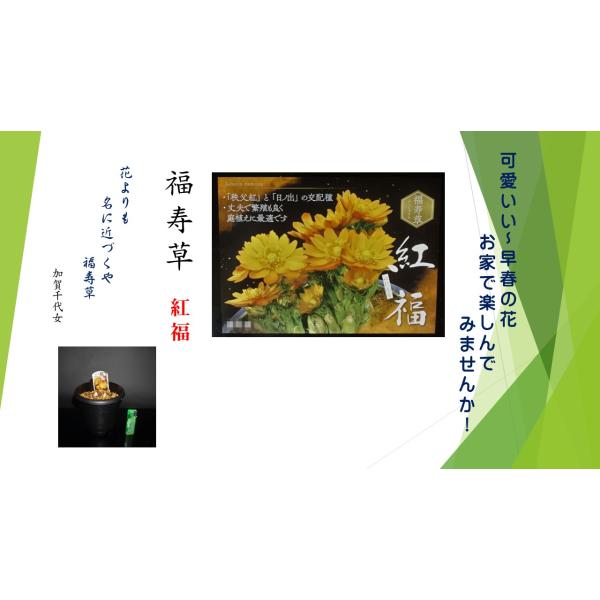《福寿草》　紅福　2芽《5号プラ鉢入り》数に限りがありますので、お早めにどうぞ！春を告げる花の代表で、元日草（がんじつそう）や朔日草（ついたちそう）の別名があります。。また、福寿草という和名もまた新春を祝う意味があります。江戸時代より多数の...