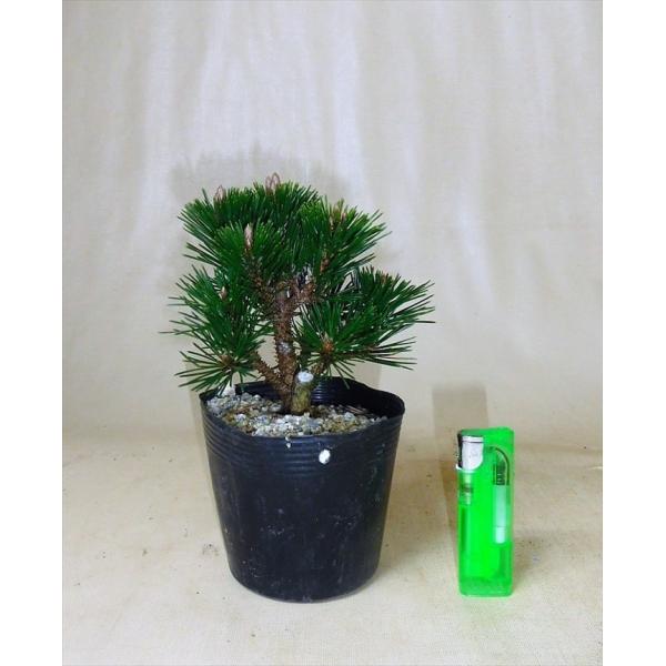 盆栽 五葉松 黒松 【小品盆栽】 八房黒松≪千寿丸≫ : Bonsai 盆栽 五葉松 黒松 【小品盆栽】 八房黒松≪千寿丸≫ : Bonsai