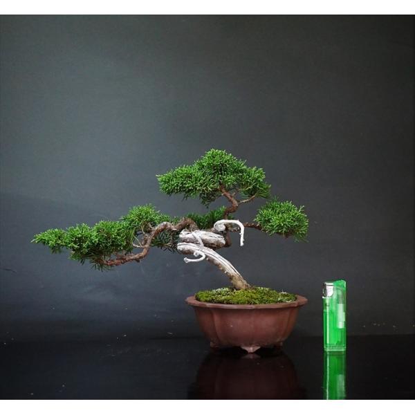 bonsai-ito_sb0144