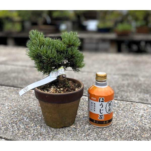 【五葉松】那須五葉松 小品盆栽 盆栽 五葉松 【小品盆栽】 那須娘素材(4) : Bonsai Store Ito - 通販