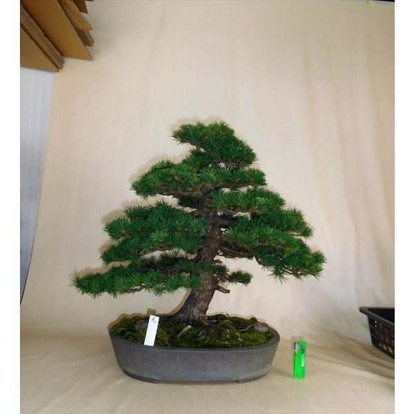 盆栽五葉松 中品盆栽 五葉松 光hikari Buyee Buyee 提供一站式最全面最專業現地yahoo Japan拍賣代bid代拍代購服務bot Online