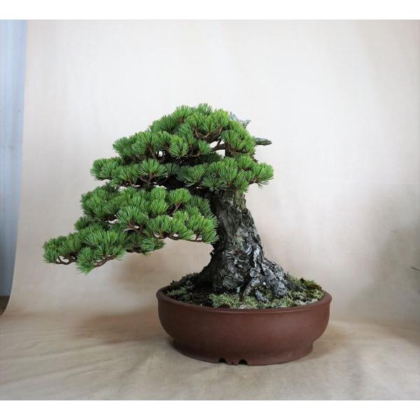 盆栽五葉松 中品盆栽 五葉松 地球宝tikyuuhou Buyee Buyee 提供一站式最全面最專業現地yahoo Japan拍賣代bid代拍代購服務bot Online