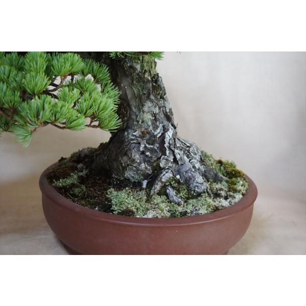 盆栽五葉松 中品盆栽 五葉松 地球宝tikyuuhou Buyee Buyee 提供一站式最全面最專業現地yahoo Japan拍賣代bid代拍代購服務bot Online